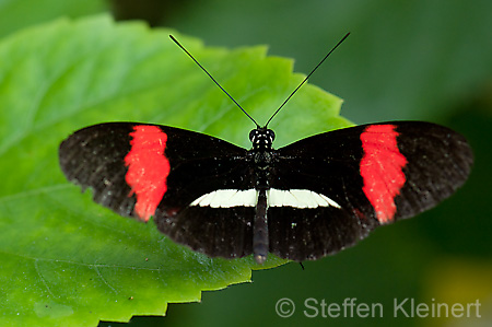 002 Kleiner Postbote - Heliconius erato